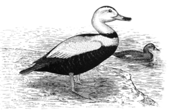Labrador Duck
